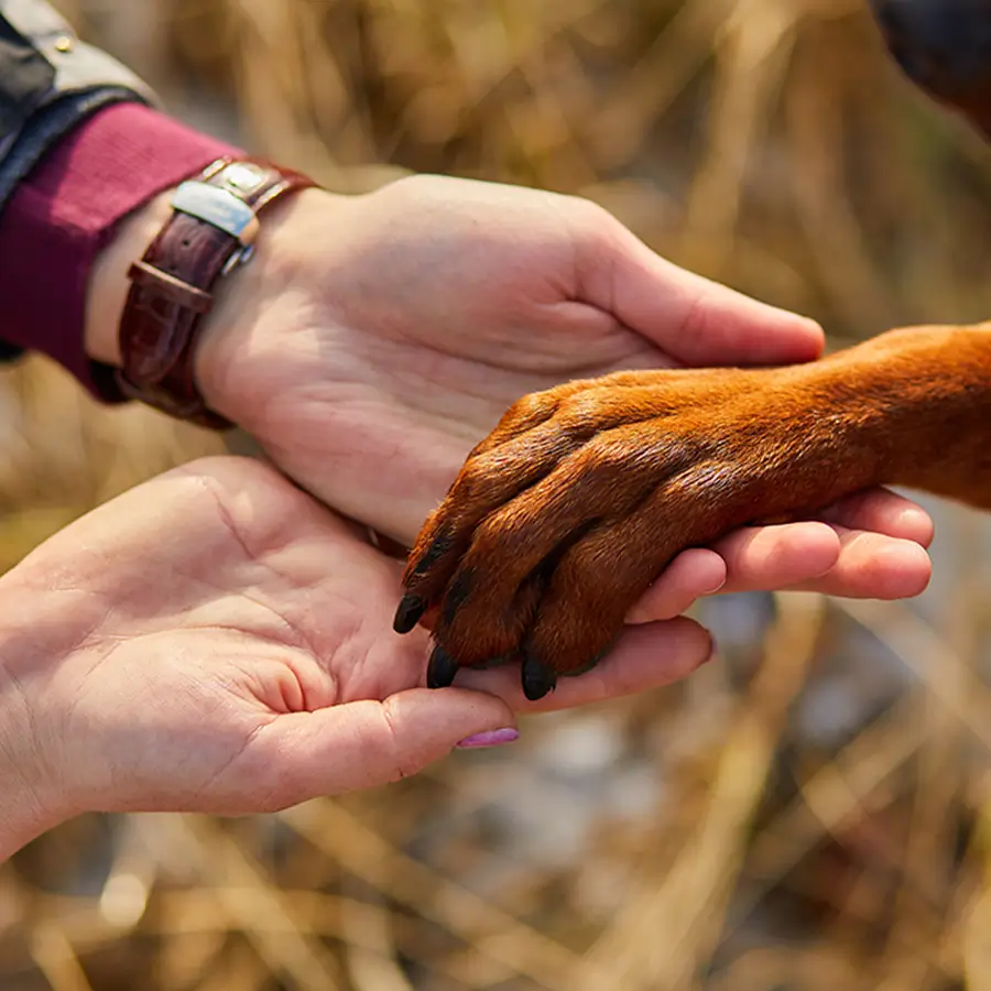 2 Menschenhände und Pfote eines Hundes darauf