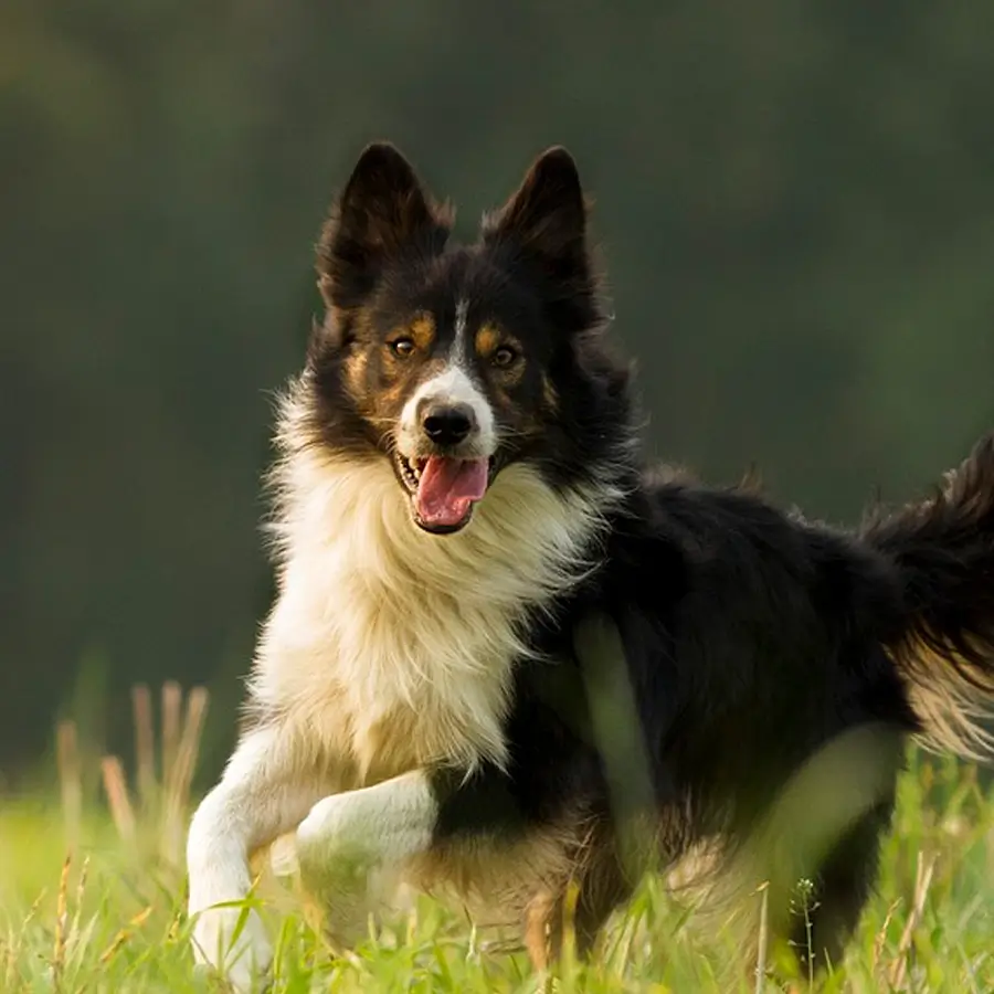 Hund läuft über grüne Wiese